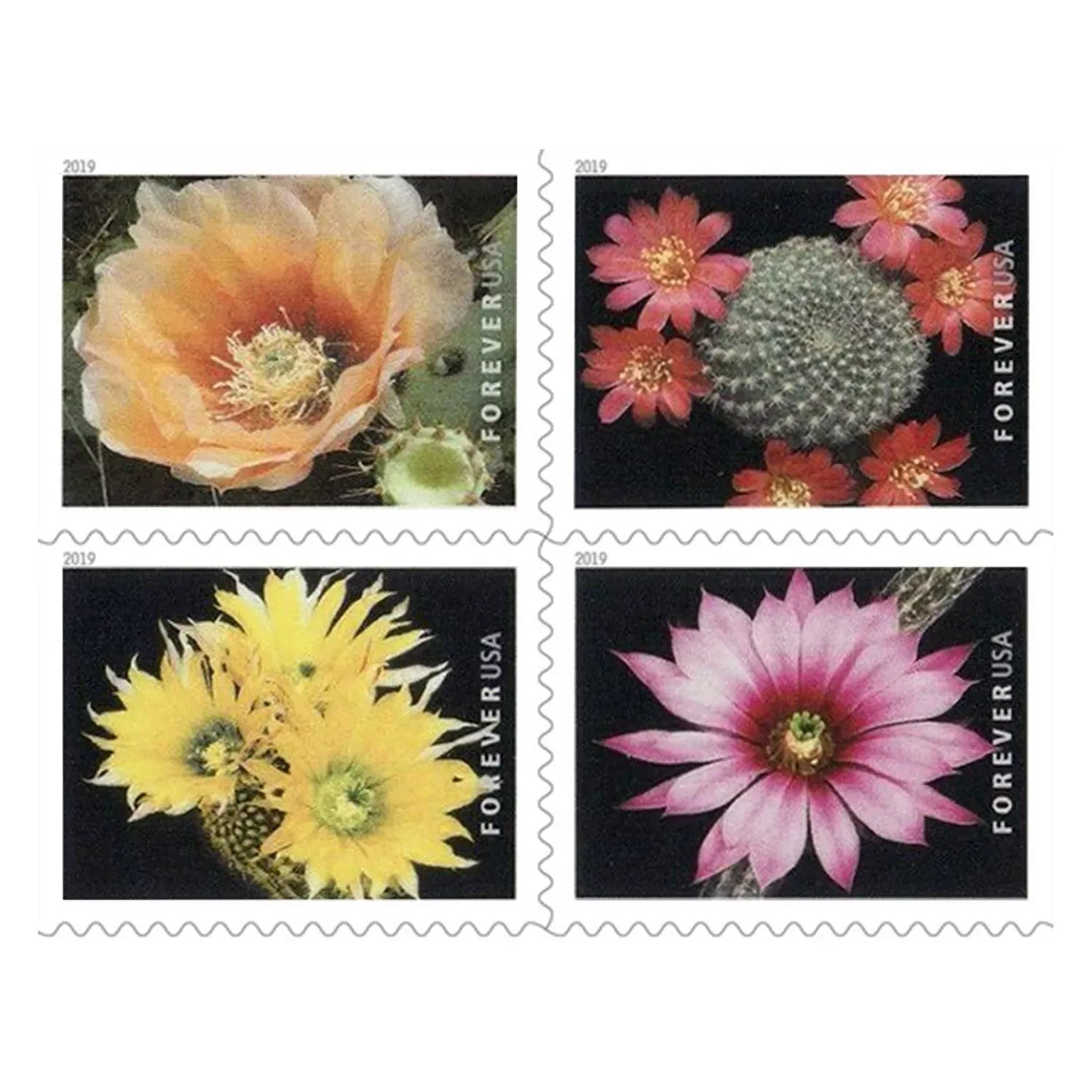 2019 Cactus Flowers Forever Postage Stamps 100 pcs